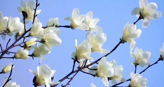 花见吉祥:佛教四大名花你知道吗?