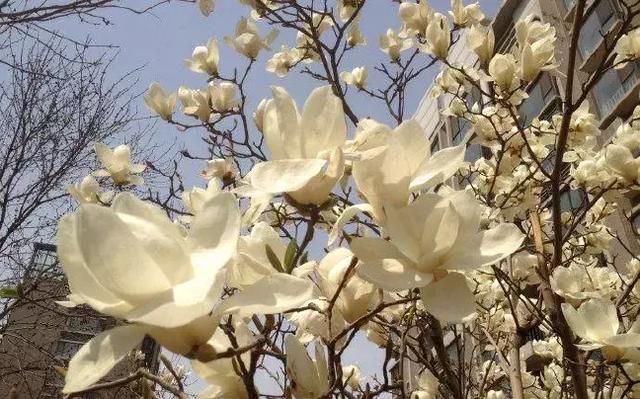 花见吉祥:佛教四大名花你知道吗?