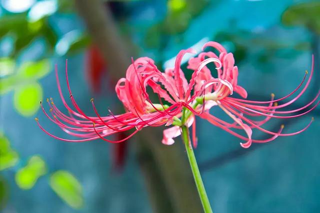 花见吉祥:佛教四大名花你知道吗?