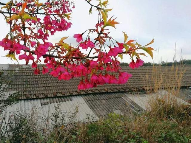 宁静致远,风景怡人:妙高山上佛国寺