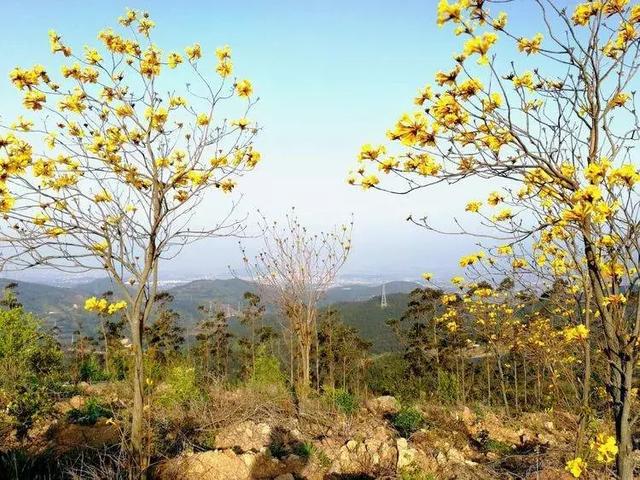 宁静致远，风景怡人：妙高山上佛国寺